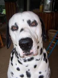 Rumble / dogs & puppies — watch this adorable interaction between louie and lady and their 12 puppies. Dalmador Dalmadors Labrador Retriever Dalmatian Hybrid Hybrid Dogs Dog Crossbreeds Purebred Dogs