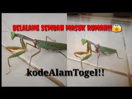 Belalang Sembah Hijau Masuk Rumah Kode Alam Togel Mitos Atau Fakta Youtube