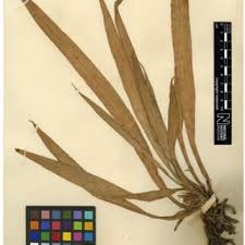 Image result for Clutia robusta