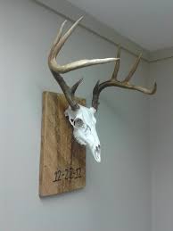 Mount Zpsf1718993 Jpg 768 1 024 Pixels Deer Skull Mount Deer Skulls Deer Mounts