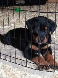 We did not find results for: Craigslist Pittsburgh Free Puppies