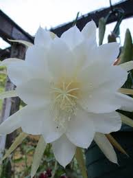 Image result for Oxypetalum