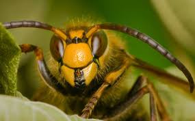It is also the best way to get rid of wasps as the strong smell of vinegar cannot be tolerated by them. Do Hornets Like Vinegar How To Use Vinegar To Kill These Bugs