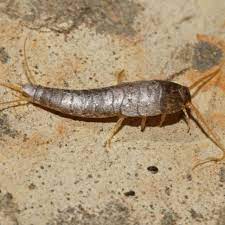 Silverfish are small and harmless, but unpleasant to have crawling around your home, especially in the dead of night. How To Get Rid Of Silverfish Get Rid Of Silverfish Naturally