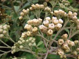 Image result for Pluchea dioscoridis