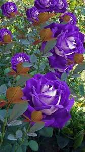 The Bible Says That We Should Always Pray I Pray That You Are Blessed More Abundantly In Jesus Name In 2020 Beautiful Rose Flowers Purple Flowers Rose Color Meanings