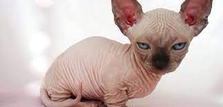 Are your minskin cats and kittens registered? The Munchkin Cat Sphynx Mix Minskin And Bambino Munchkin Cat Guide