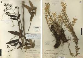 Image result for Bulbophyllum unifoliatum