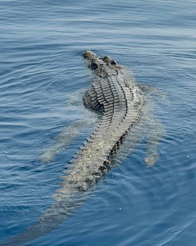 We had not planned on diving with a saltwater croc! Our dive  unexpectedly ended a bit early when the boatman spotted a saltwater  crocodile in the water above our dive site…scary! Earlier