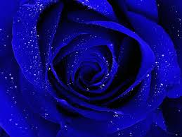 Black And Blue Rose Wallpapers Top Free Black And Blue Rose Backgrounds Wallpaperaccess Feel free to download, share, comment and discuss every wallpaper you like. black and blue rose wallpapers top