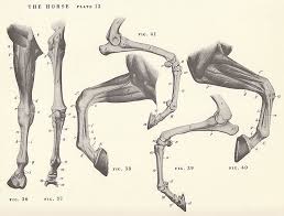 Anatomy colour diagram lasalle leg muscles sakart. Horse Leg Muscles And Skeleton Structure Diagram