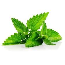Pogostemon heuneanus (nilam jawa), merupakan tanaman nilam yang dalam proses bunganya cepat (nuryani 2006a) gambar 1. Beli Daun Nilam Kgs Pesan Bahan Makanan Online Di Fresh 62