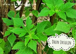 Anjarwati menuturkan, dahulu untuk menanggulangi diabetes, masyarakat mengkonsumsi daun nangka dan buah muda atau babal. 5 Tanaman Obat Yang Mudah Tumbuh Khasiatnya Nashhah