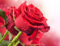 صور 520 باقة وردة ملونة مرسومة باليد 610310450 id الرسومات بحث صورة psd 5 2 mb حجم الصورة. Ø§Ø¶Ø·Ø±Ø§Ø¨ Ø§ØµØ¨Ø¹ Ø§Ù„ÙŠØ¯ Ø§Ù„ØªØ±Ø§Ø« Ø®Ù„ÙÙŠØ§Øª Ø´Ø§Ø´Ù‡ ÙˆØ±Ø¯ Ø¬ÙˆØ±ÙŠ Deryamaksanltd Com