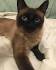 Chocolate Point Siamese Cats - Siamese Cats and Kittens