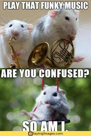 20 Mouse Memes You Ll Find Adorable Memes Animal Memes Adorable