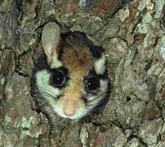 Nachtliche Tierstimmen Das Murmeln Der Gartenschlafer