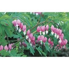 Monrovia 1 Gallon Potted Bleeding Heart L3481 Lowes Com Bleeding Heart Shade Loving Perennials Perennials