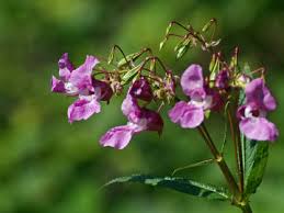 4 фразы в 3 тематиках. Das Drusige Springkraut Ein Invasiver Neophyt