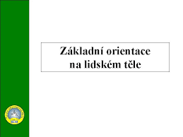 A z mechaniky je známo, že profil ve tvaru „s je sedmnáctkrát odolnější, než kdyby byl rovný! Digitln Uebn Materil Zkladn Orientace Na Lidskm Tle