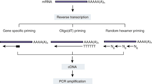 Reverse Transcriptase Rt Pcr Principles And Applications Learn Microbiology Online