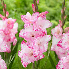 Image result for Gladiolus verdickii