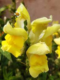 File Yellow Snapdragon Flower Antirrhinum Majus 08 Jpg Wikipedia