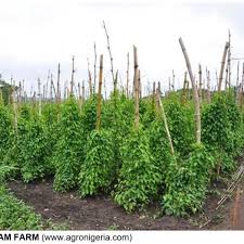 Yam - King of Crops in Igboland: History, Cultural Meaning, and Economic Importance || Nnewi City