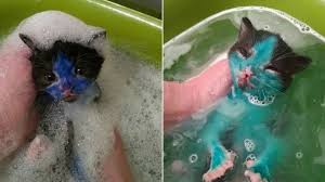 Maybe you would like to learn more about one of these? Kejam Dua Anak Kucing Ini Diwarnai Lalu Disodorkan Pada Anjing