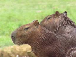 Colombia Couple Of Chiguiros Animals Animal Kingdom Fauna