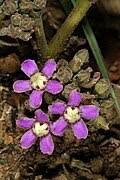Image result for Raphionacme monteiroae