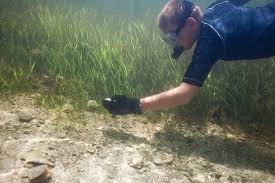 Image result for Sorghastrum fuscescens