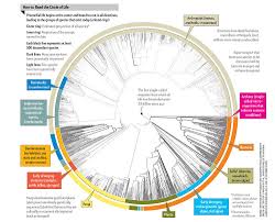 This Chart Shows The Circle Of Life With Every Known Species