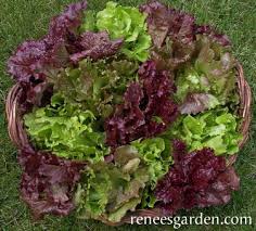 Check spelling or type a new query. European Reds Greens Summer Lettuce Bouquet Renee S Garden Seeds