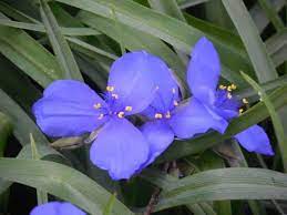 Some are grown as ground cover in warm climates. How To Grow Spiderwort Gardening Channel