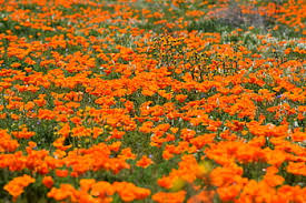 Browse the most recent fremont, california obituaries and condolences. Page 2 Royalty Free Wildflower Photos Free Download Pxfuel
