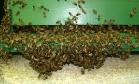 I warned them but they didn't care! If Your Bees Want To Beard Let Them Honey Bee Suite