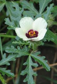 Image result for Hibiscus tridactylites
