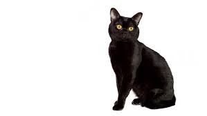 Rubber on the sole seems to wear quickly, but i walk hard. Bombay Cat Breed Information Purina