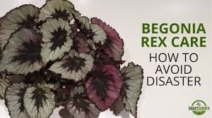 Rex begonias are propagated in the same ways as other rhizomatous begonias and require much the same care. Rex Begonia Care Indoors Simple Tips For Success Smart Garden Guide