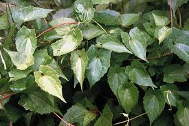 Image result for Aidia micrantha