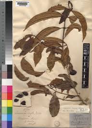 Image result for Chionanthus niloticus