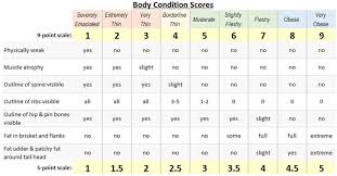 Nrc, adapted from nrc nutrient requirements of beef cattle, 7th revised edition. Cattle Body Condition Scoring How And Why To Monitor Cattle Body Fat