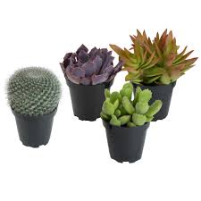 In most cases cactus will do well in pots as long as you remember three things. Altman Plants 3 5 In Assorted Cactus And Succulent Plants 3 Pack 1 Free 0881015 The Home Depot