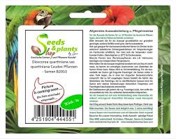 Image result for Dioscorea quartiniana