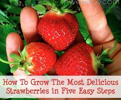 How To Grow The Most Delicious Strawberries From Northwest Edible Life Strawberry Plants Growing Strawberries Growing Fruit
