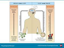 The Sleep Immune Crosstalk In Health And Disease Abstract Europe Pmc