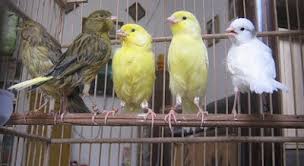 Check spelling or type a new query. 5 Cara Merawat Kenari Bakalan Agar Cepat Bunyi Umur Kurang 4 Bulan Cara Merawat Burung Kenari Pleci Kacer Lovebird Pakan Lomba
