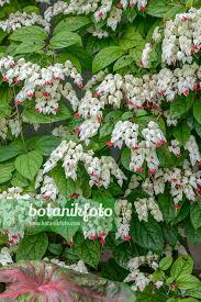 Image result for Clerodendrum thomsoniae