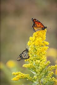 We did not find results for: Top 10 Gorgeous Flowers That Attract Butterflies Flowers That Attract Butterflies Goldenrod Flower Attract Butterflies